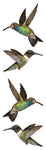 STRIP PE HUMMINGBIRDS
