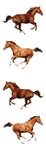 STRIP PE GALLOPING HORSES