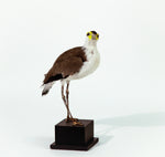 Seabird Taxidermy