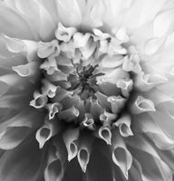 Petal Origin 1BW